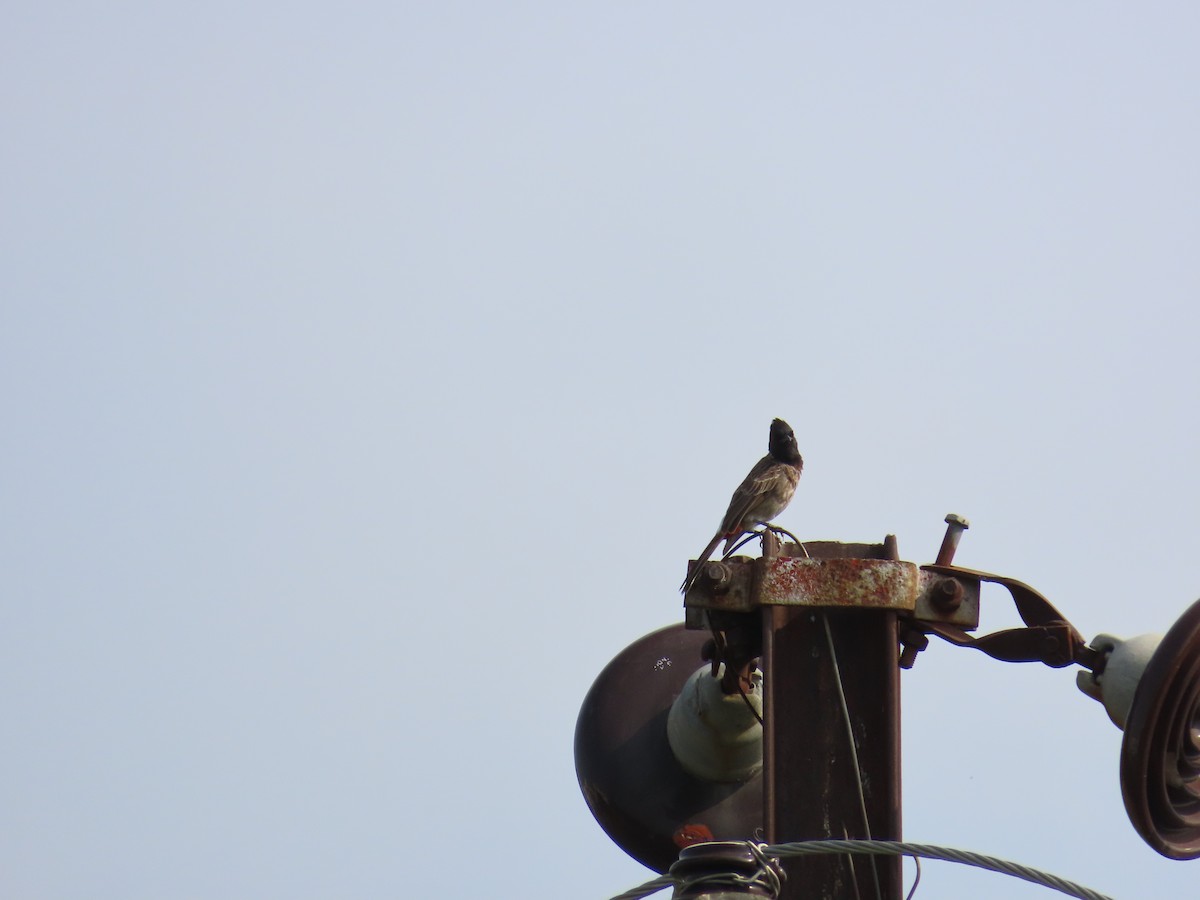 Bulbul à ventre rouge - ML620595579