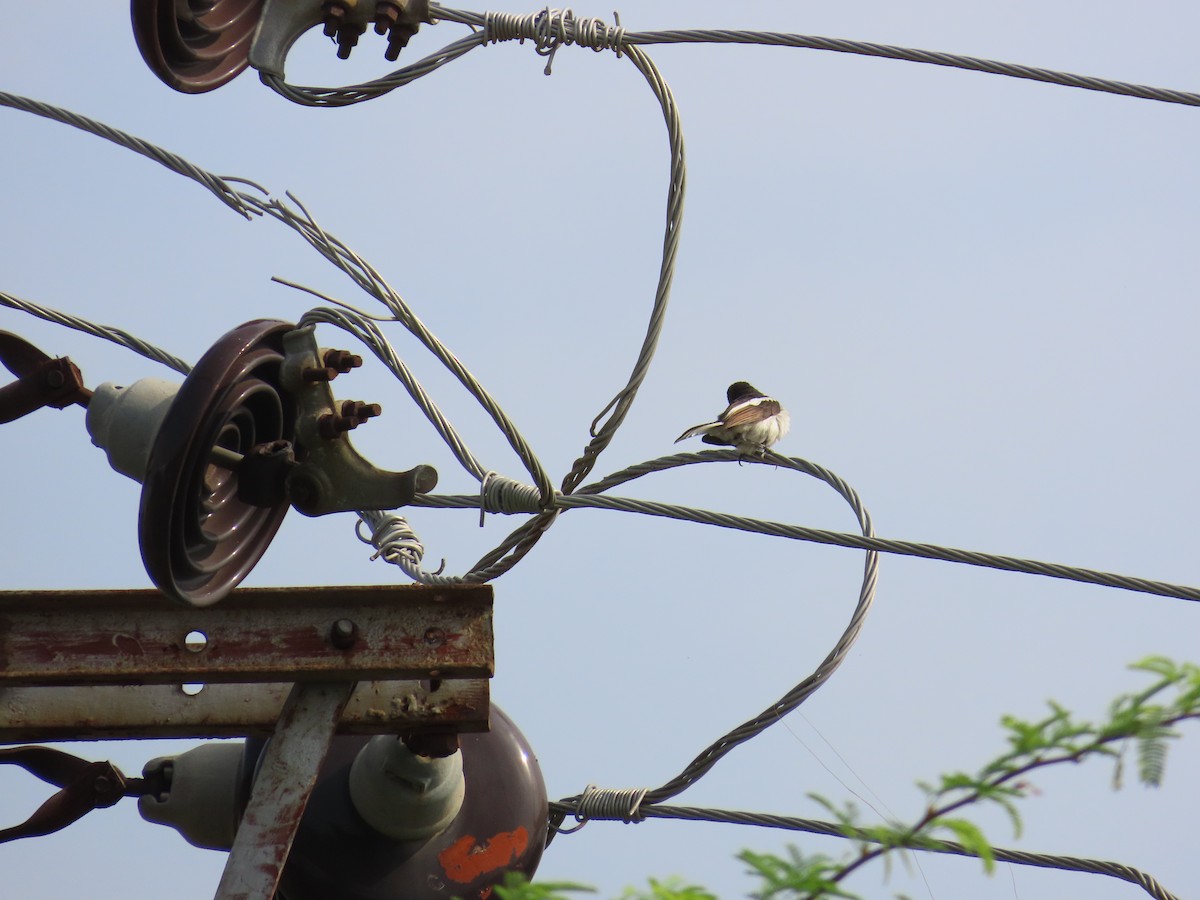 Oriental Magpie-Robin - ML620595583