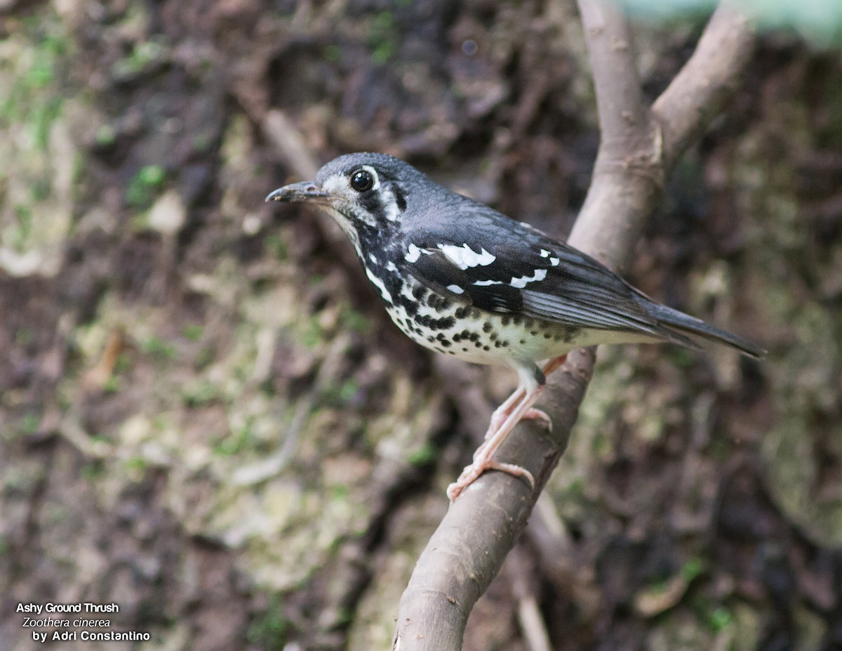 Ashy Thrush - ML620595592