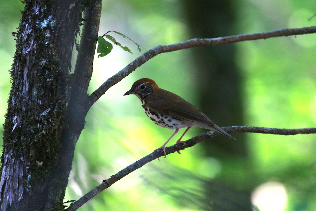 Wood Thrush - ML620595601