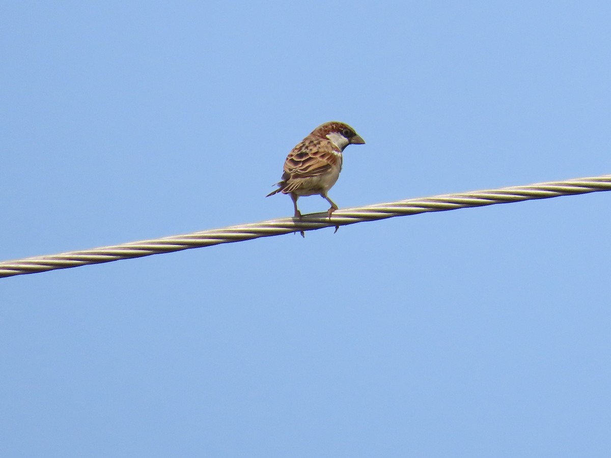 House Sparrow - ML620595603