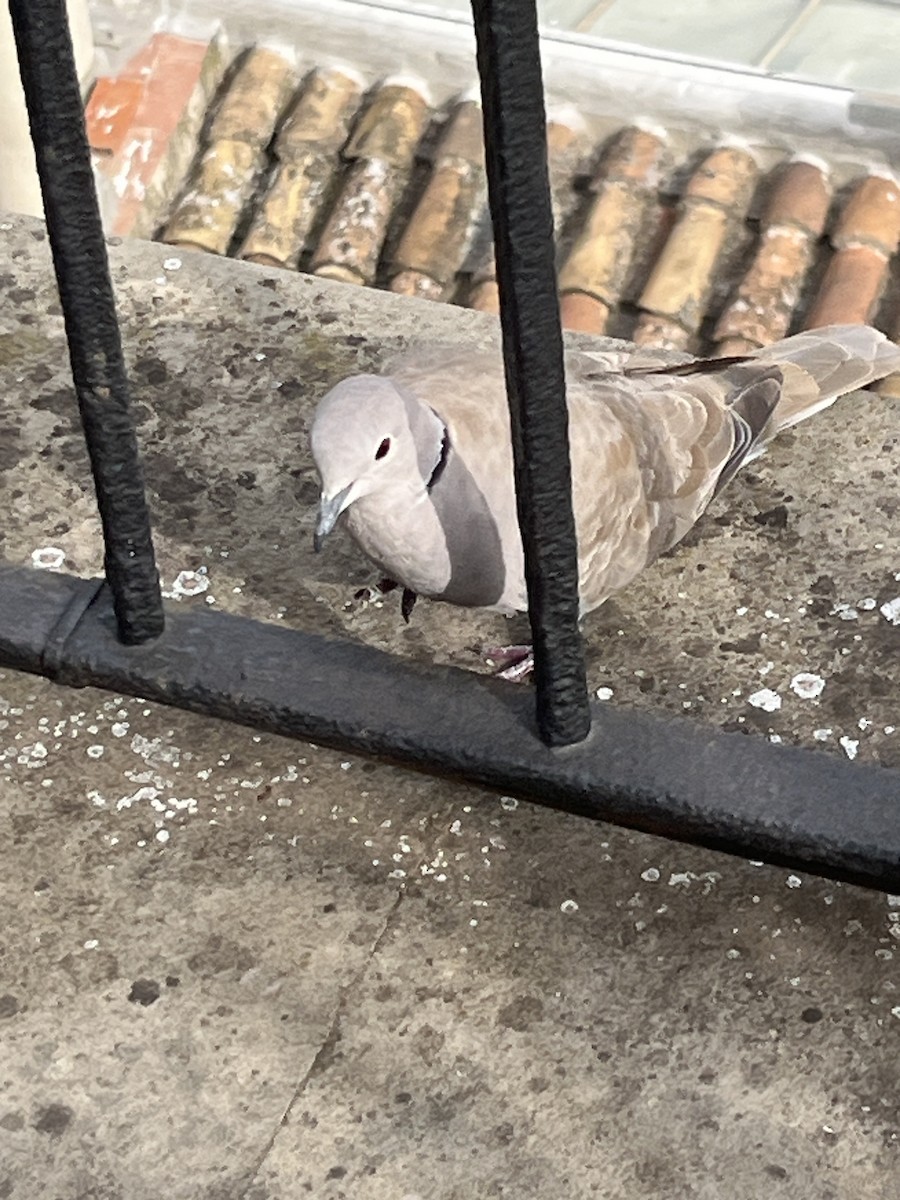 Eurasian Collared-Dove - ML620595604