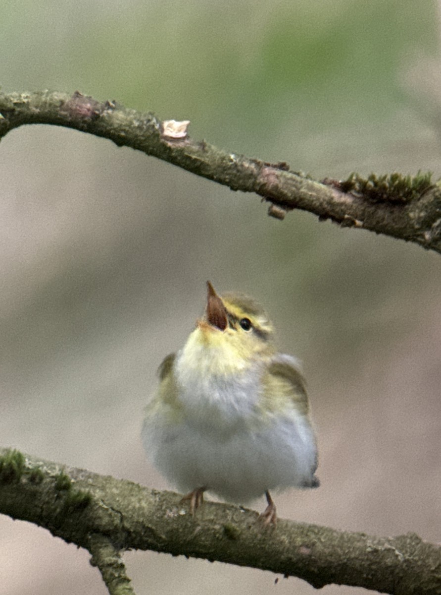 Wood Warbler - ML620595611