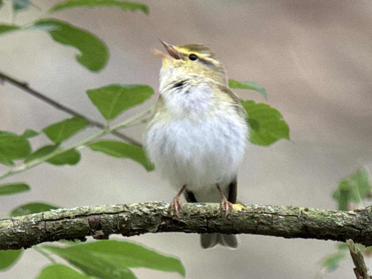 Wood Warbler - ML620595612