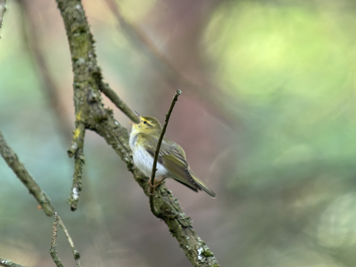 Wood Warbler - ML620595613