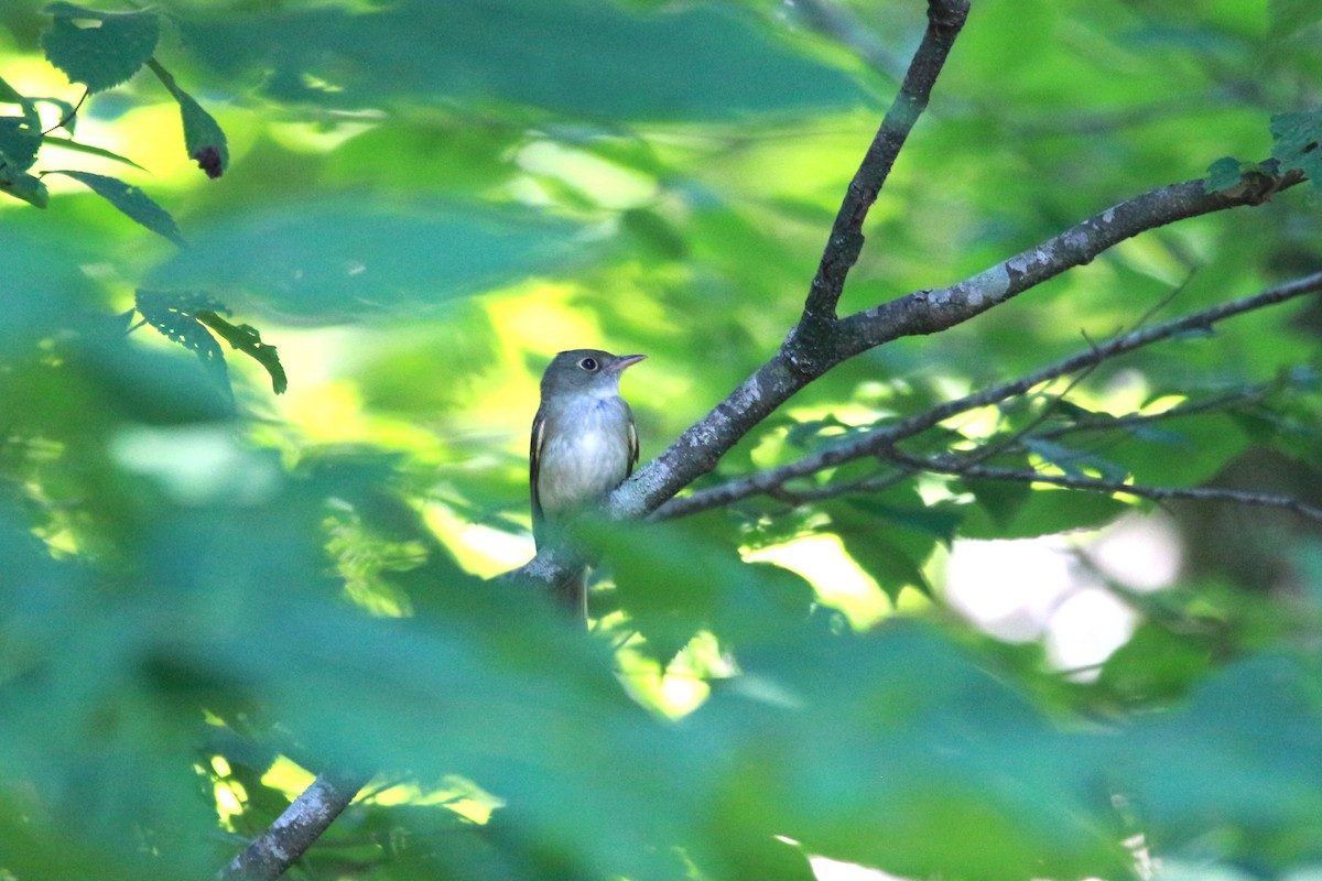 Acadian Flycatcher - ML620595617