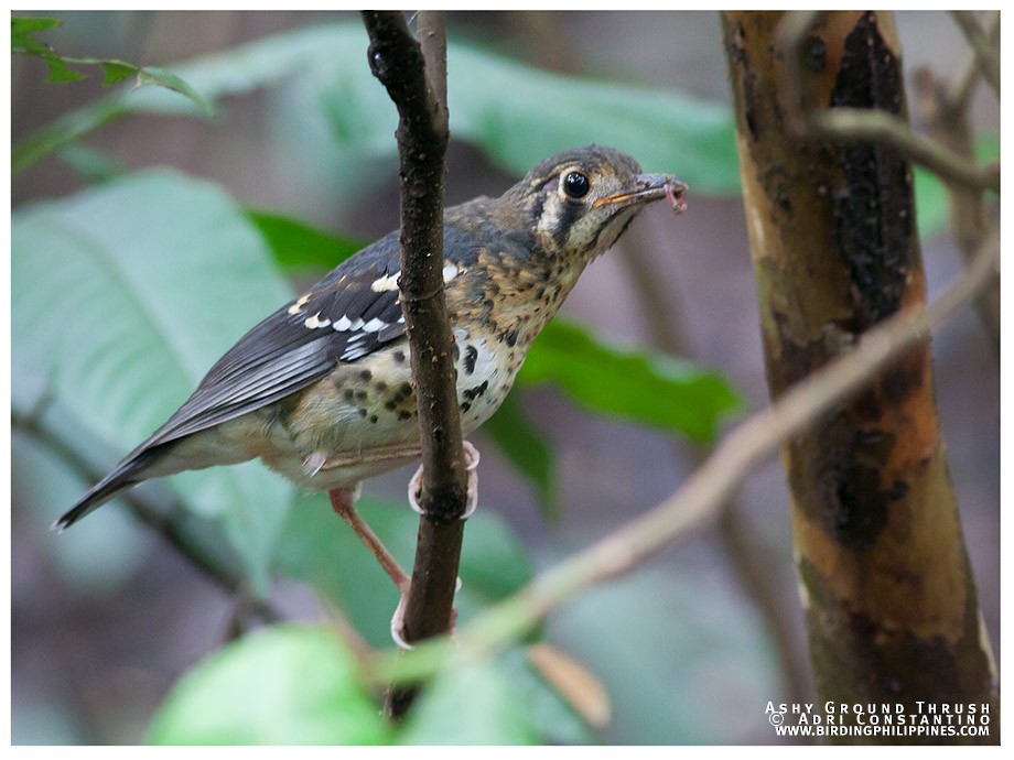 Ashy Thrush - ML620595618