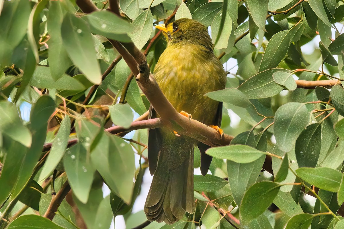 Bell Miner - ML620595621