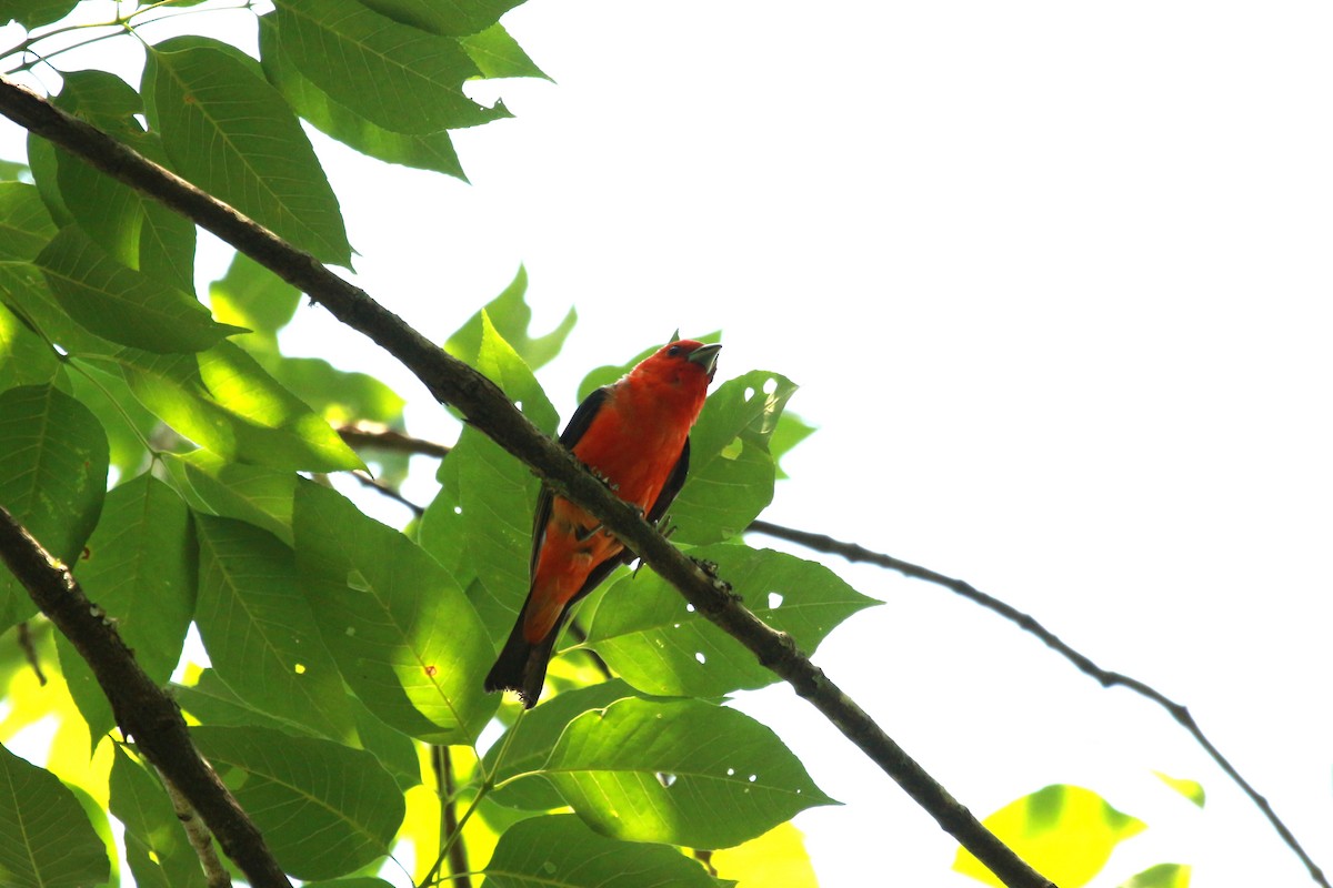 Scarlet Tanager - ML620595622