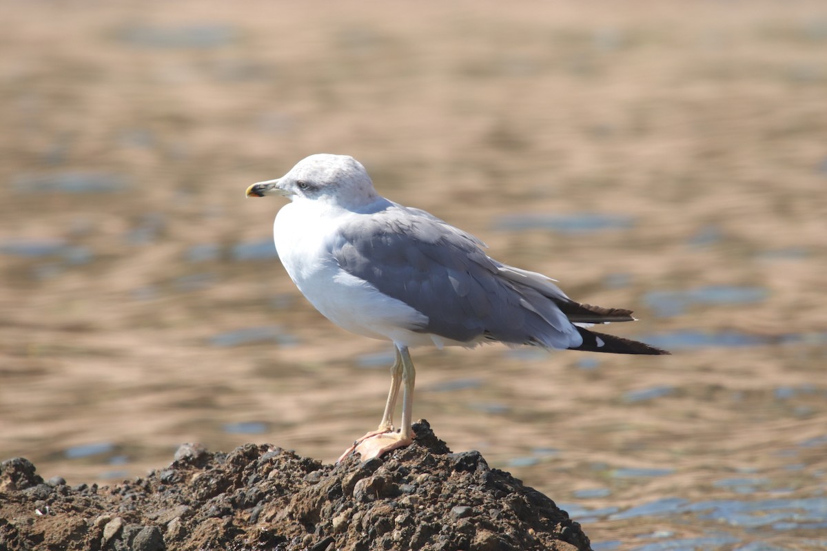 Yellow-legged Gull - ML620595626