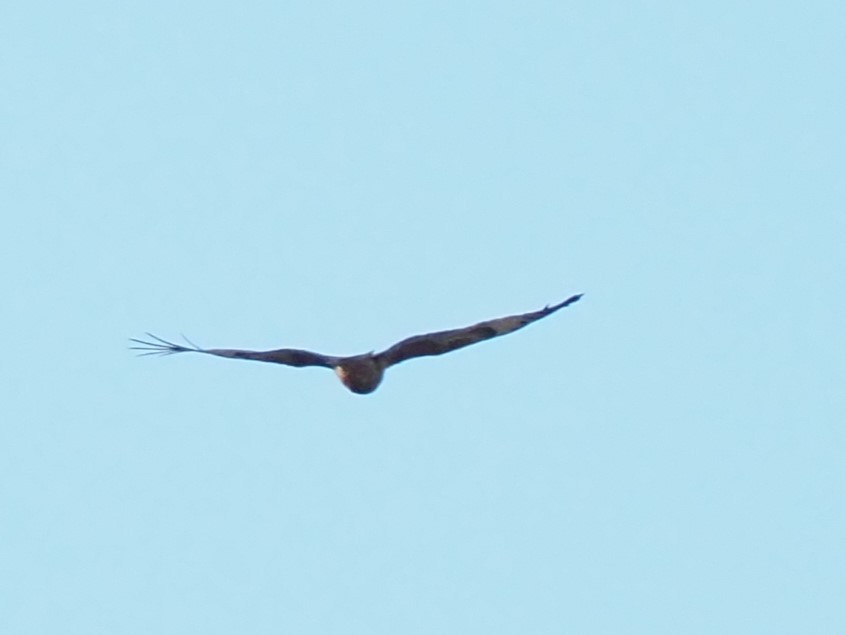 Square-tailed Kite - ML620595627