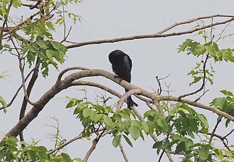 Hair-crested Drongo - ML620595629
