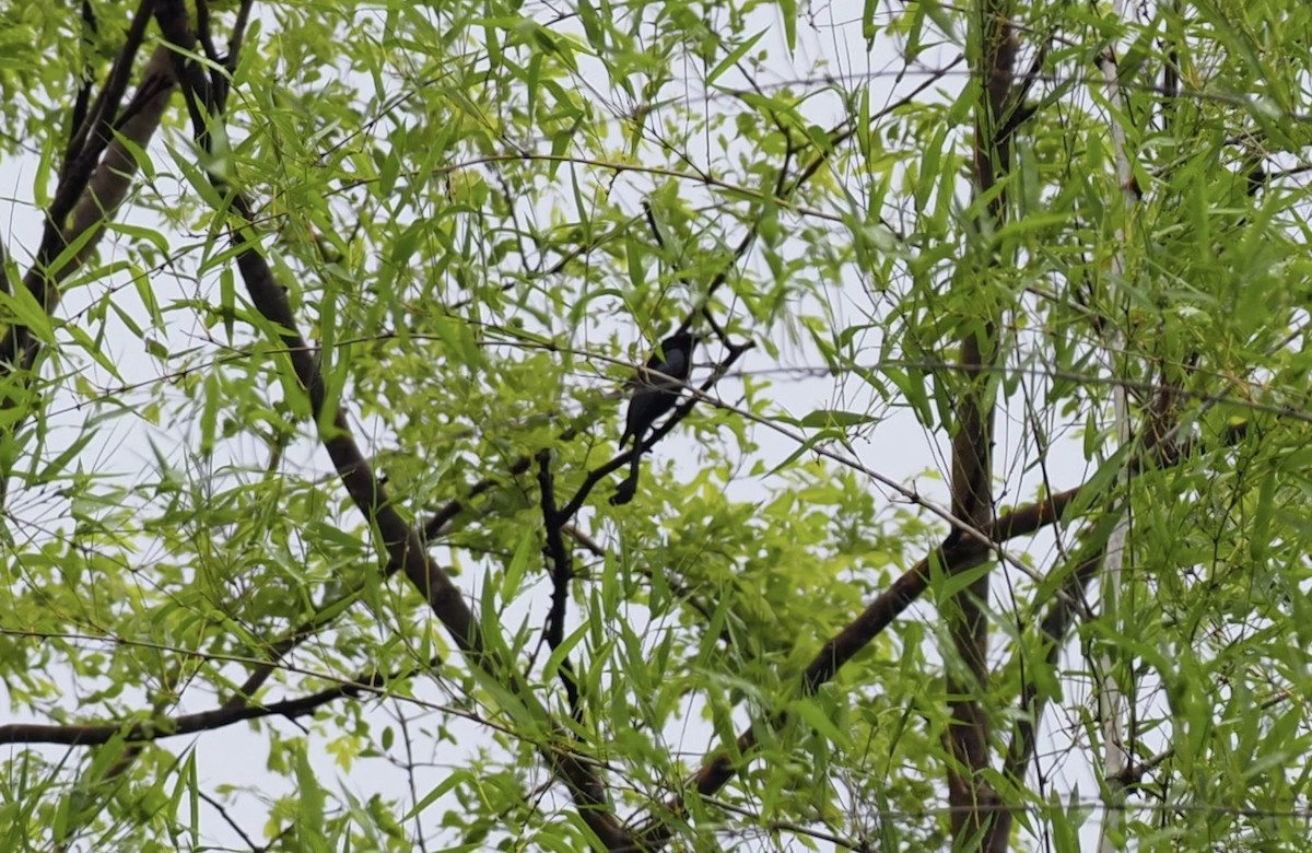 Hair-crested Drongo - ML620595630