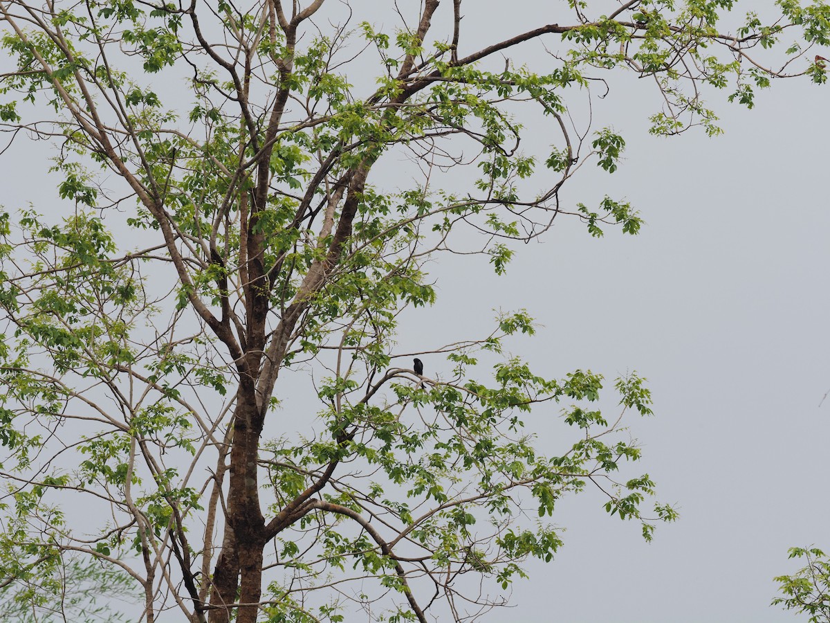 Hair-crested Drongo - ML620595634