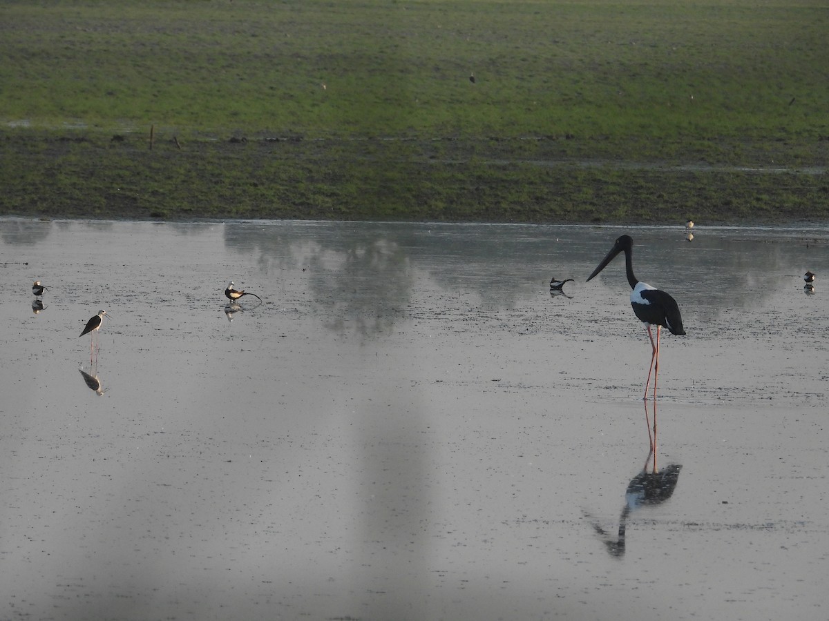 Black-necked Stork - ML620595637