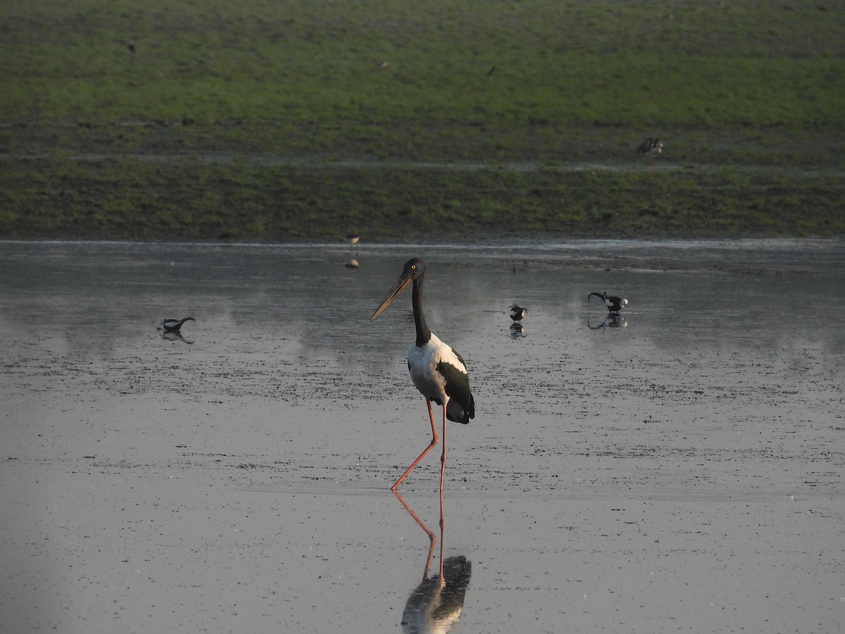 Black-necked Stork - ML620595638