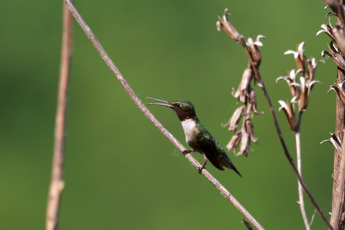 Ruby-throated Hummingbird - ML620595640