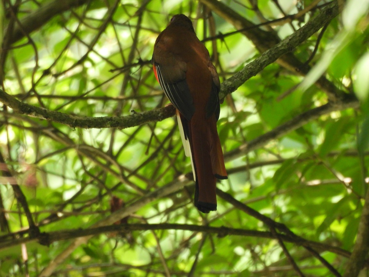 Trogon à tête rouge - ML620595642