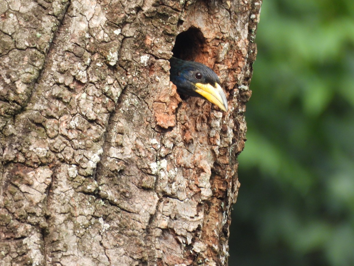 barbet velký - ML620595649