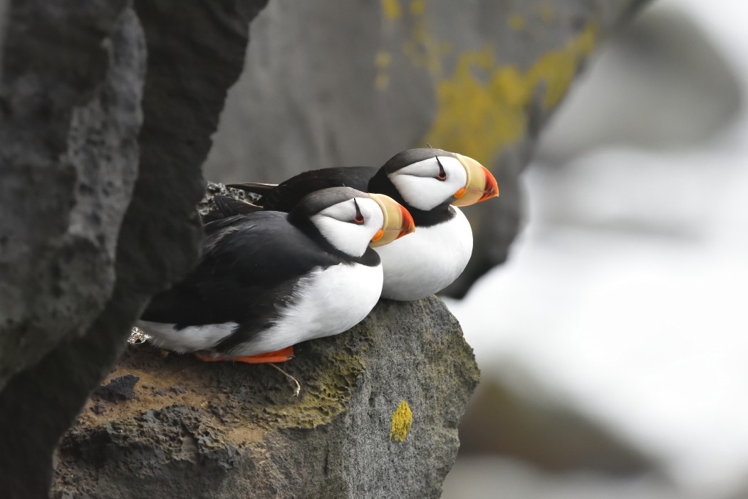 Horned Puffin - ML620595653