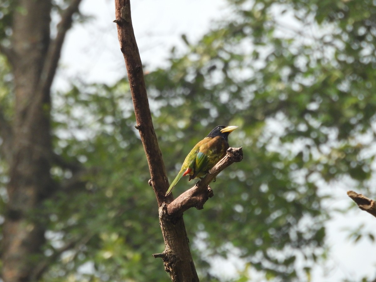 barbet velký - ML620595654