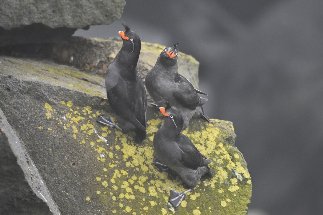 Crested Auklet - ML620595655
