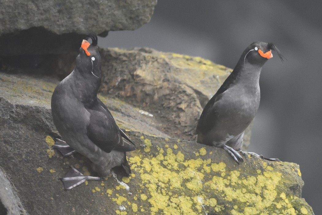 Crested Auklet - ML620595656