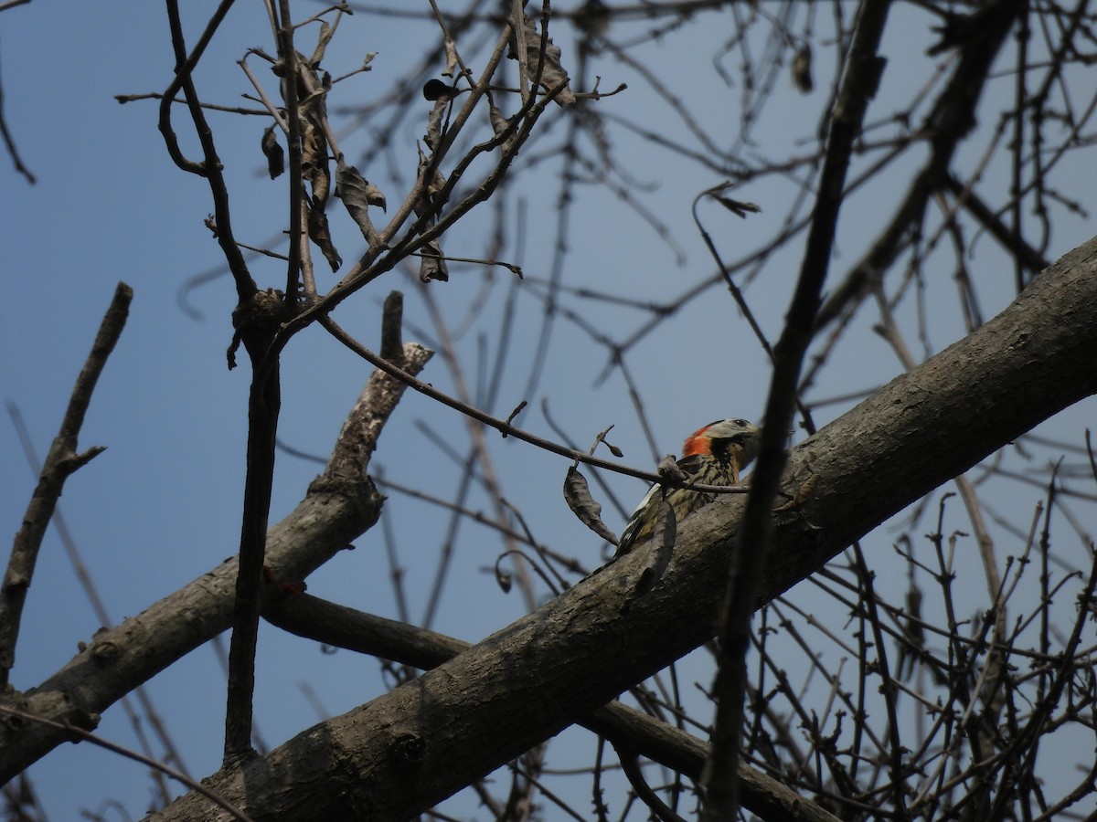 Crimson-naped Woodpecker - ML620595657