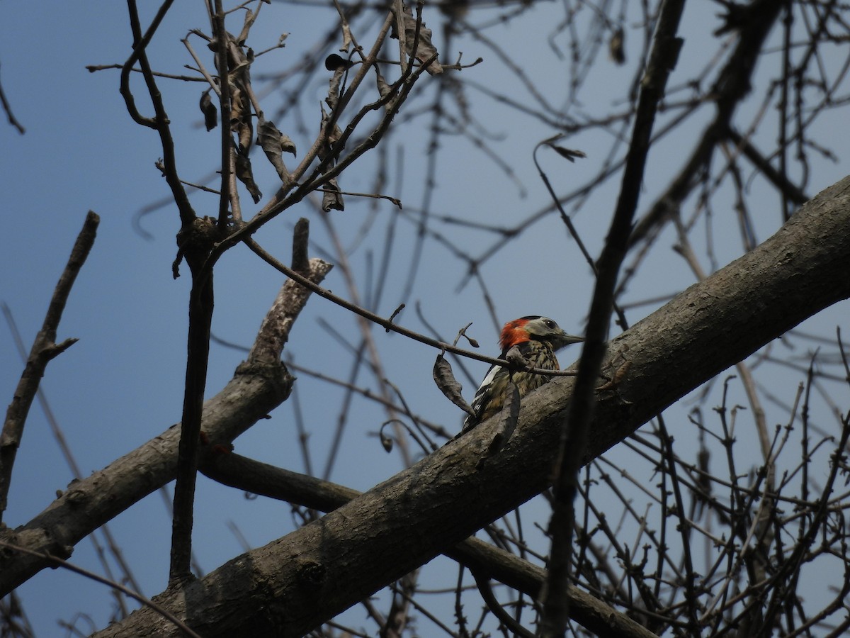 Crimson-naped Woodpecker - ML620595658