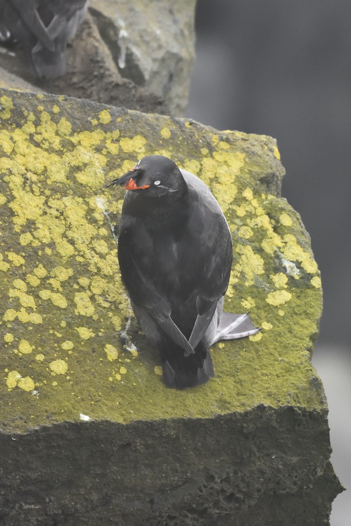 Crested Auklet - ML620595660