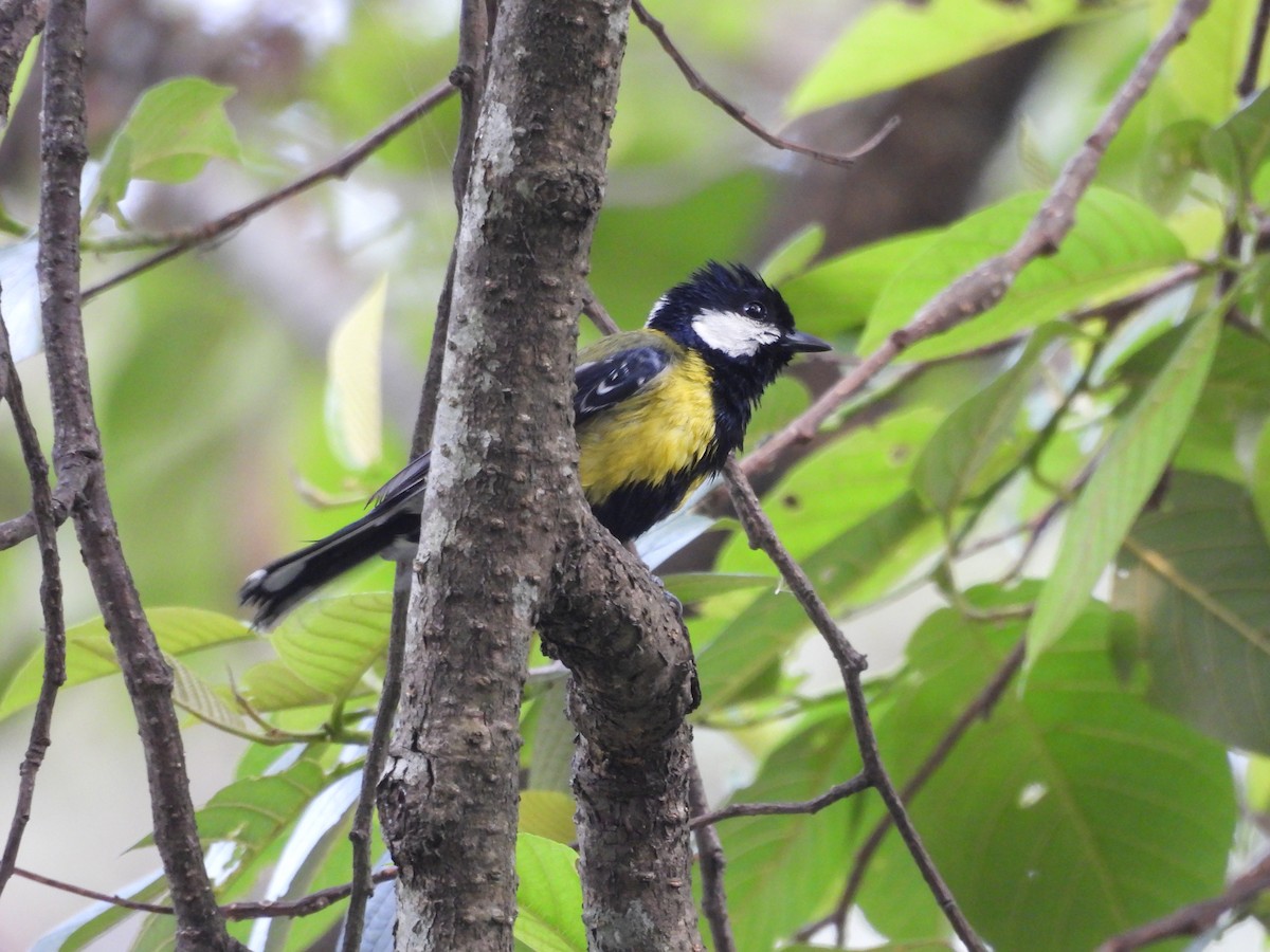 Green-backed Tit - ML620595666