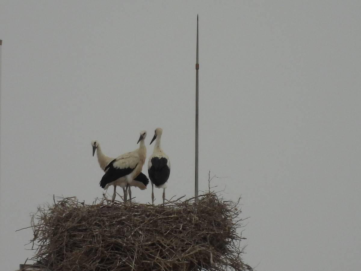 White Stork - ML620595669
