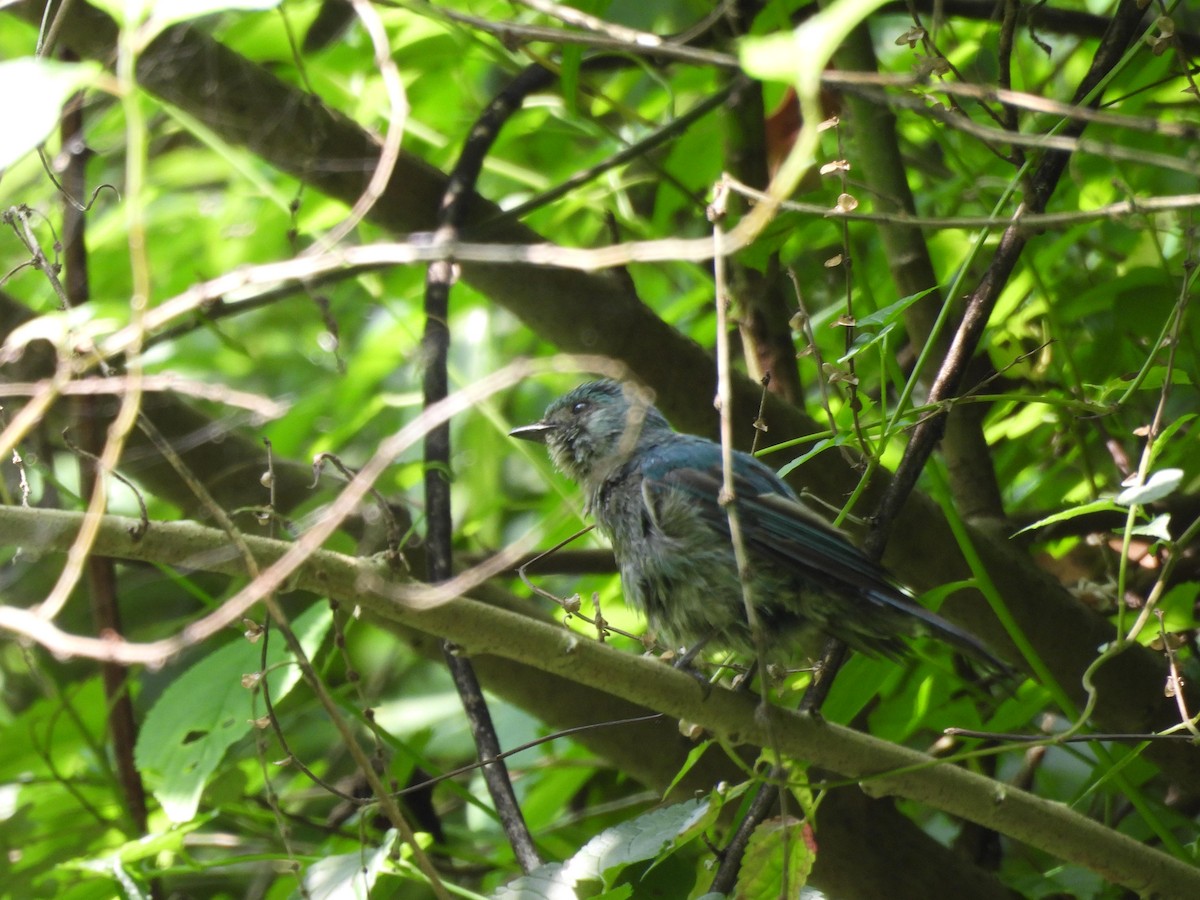 Verditer Flycatcher - ML620595676