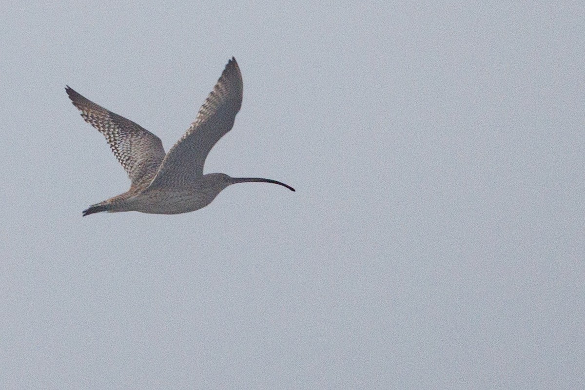 Far Eastern Curlew - Nathan Goldberg