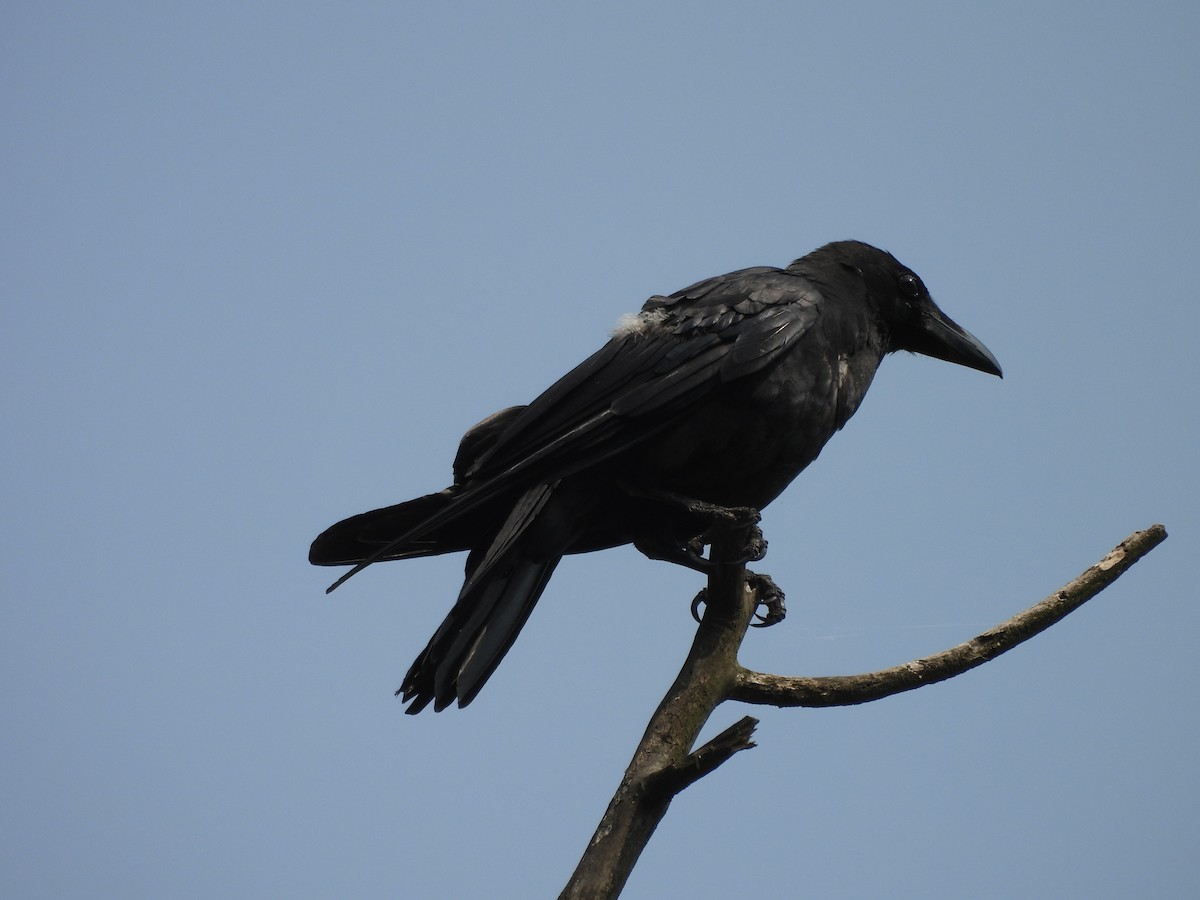 Large-billed Crow - ML620595689