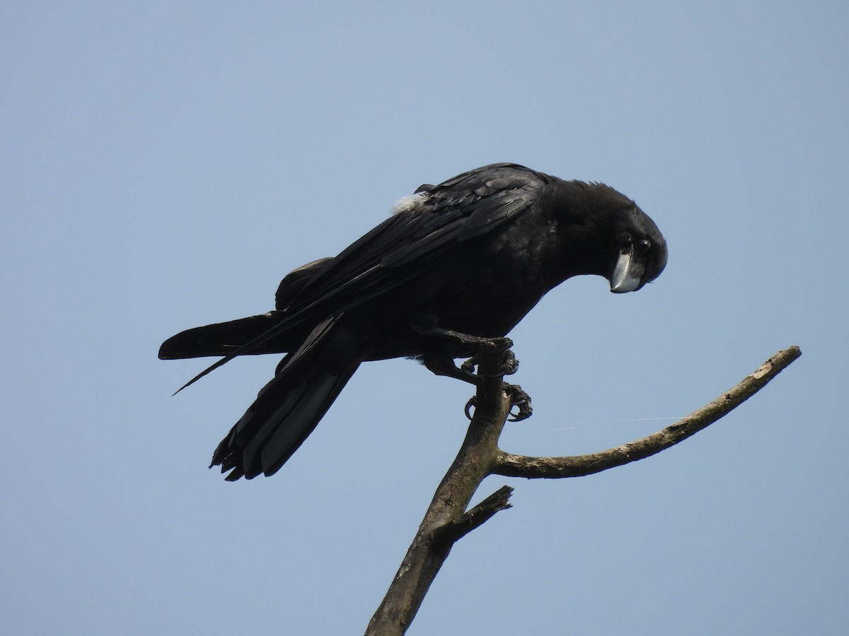 Large-billed Crow - ML620595690