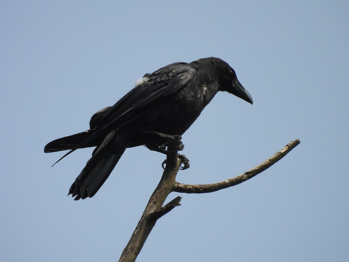 Large-billed Crow - ML620595691