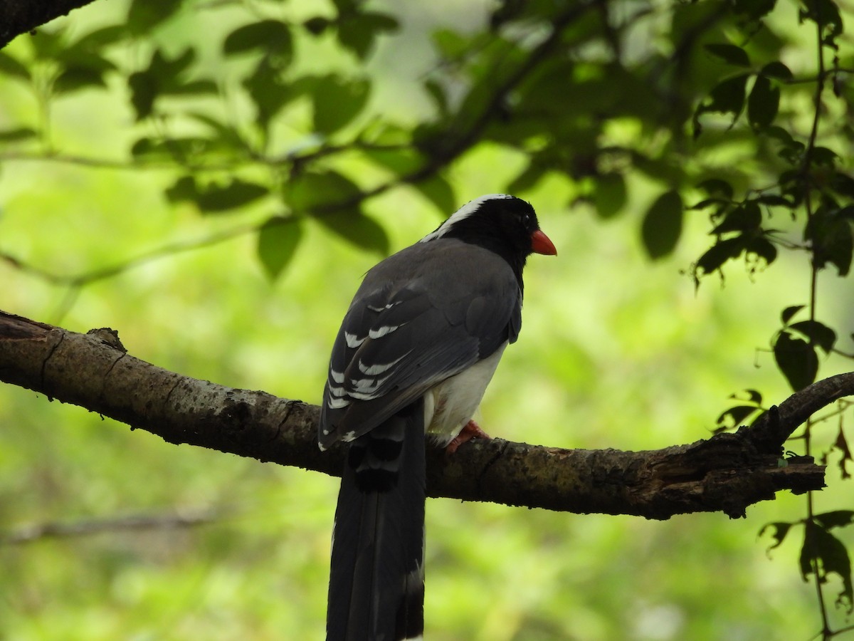 Red-billed Blue-Magpie - ML620595702