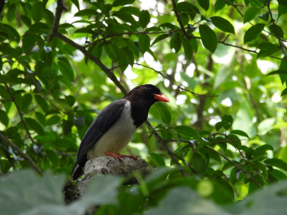 Red-billed Blue-Magpie - ML620595707