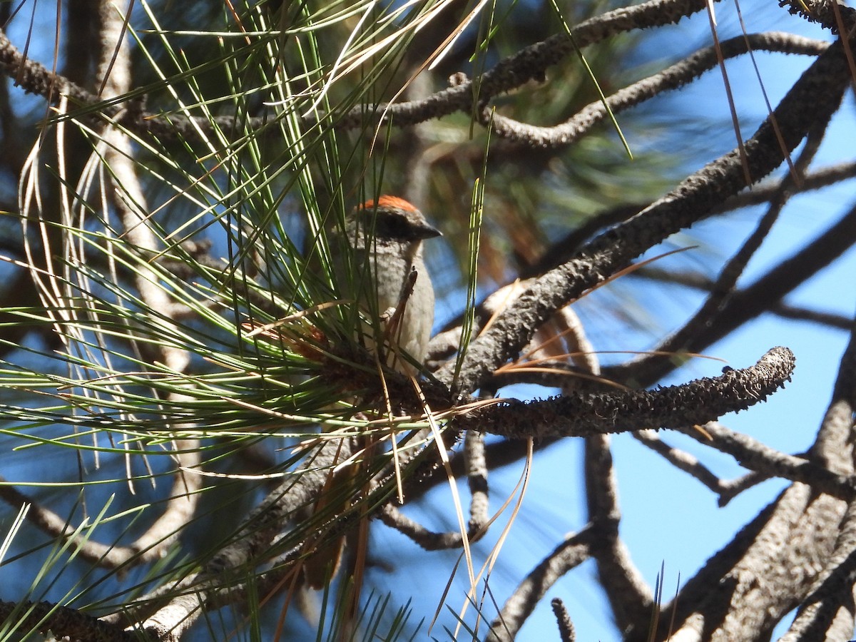 Green-tailed Towhee - ML620595711