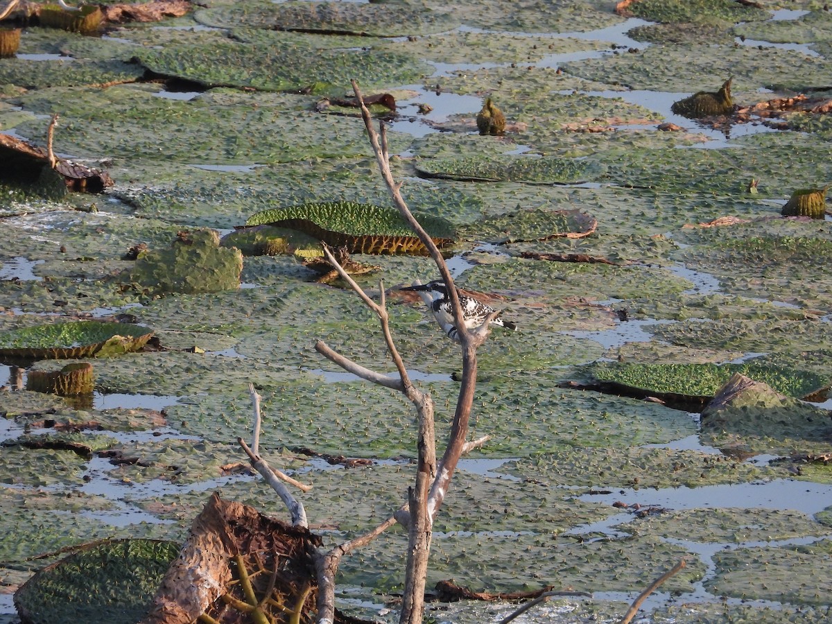 Pied Kingfisher - ML620595712