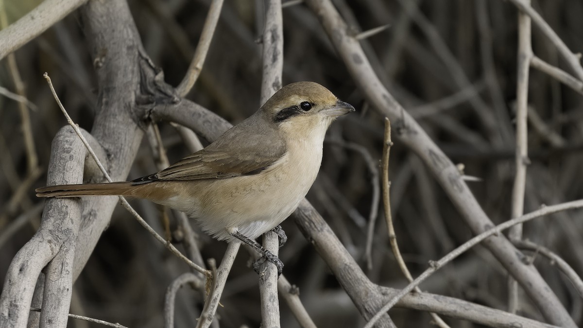 モウコアカモズ（isabellinus） - ML620595715