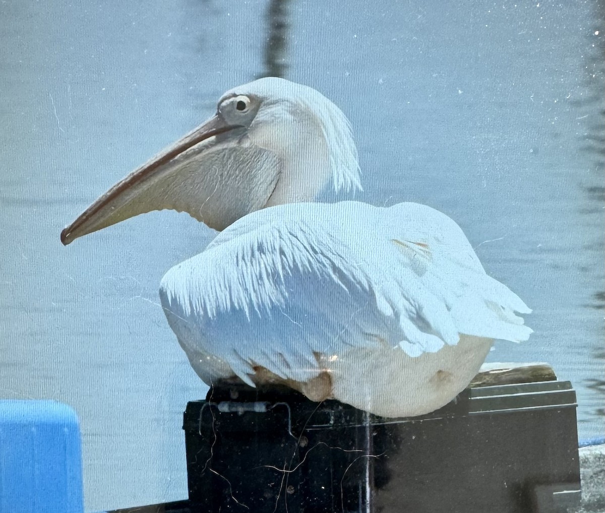 pelikán bílý - ML620595717