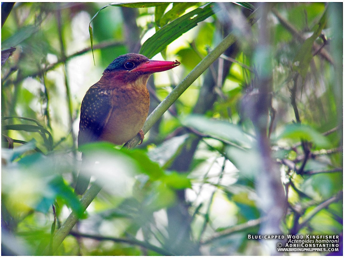 Blue-capped Kingfisher - ML620595724