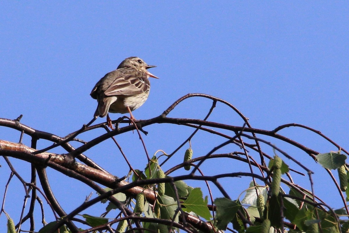 Tree Pipit - ML620595726