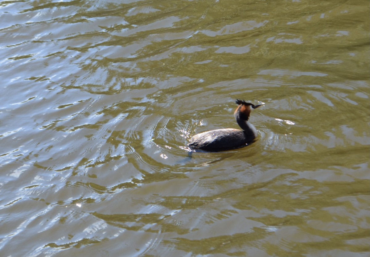 Great Crested Grebe - Anonymous