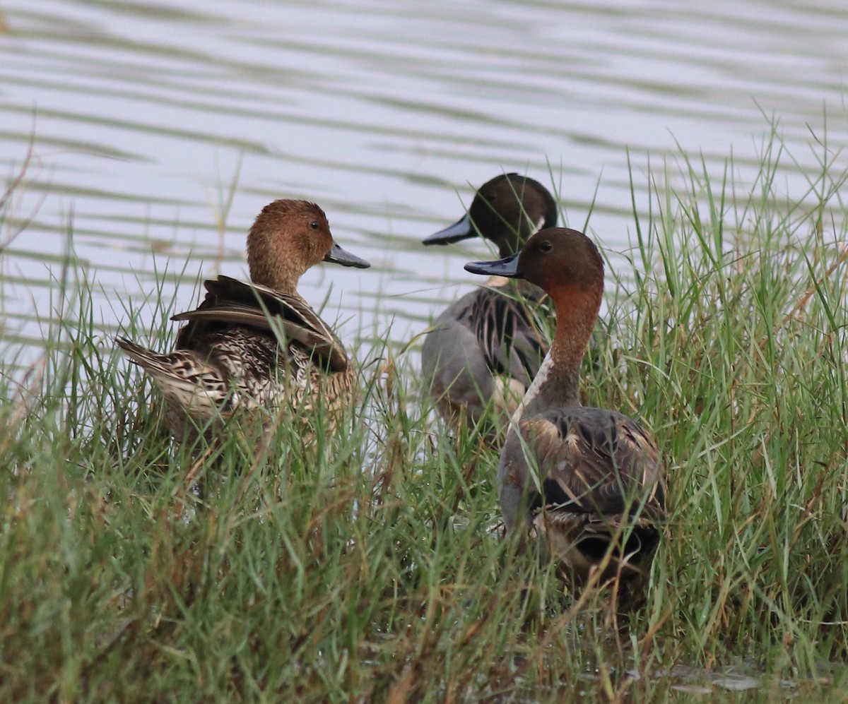 Northern Pintail - ML620595742