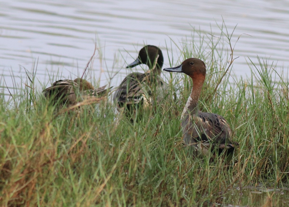 Northern Pintail - ML620595744