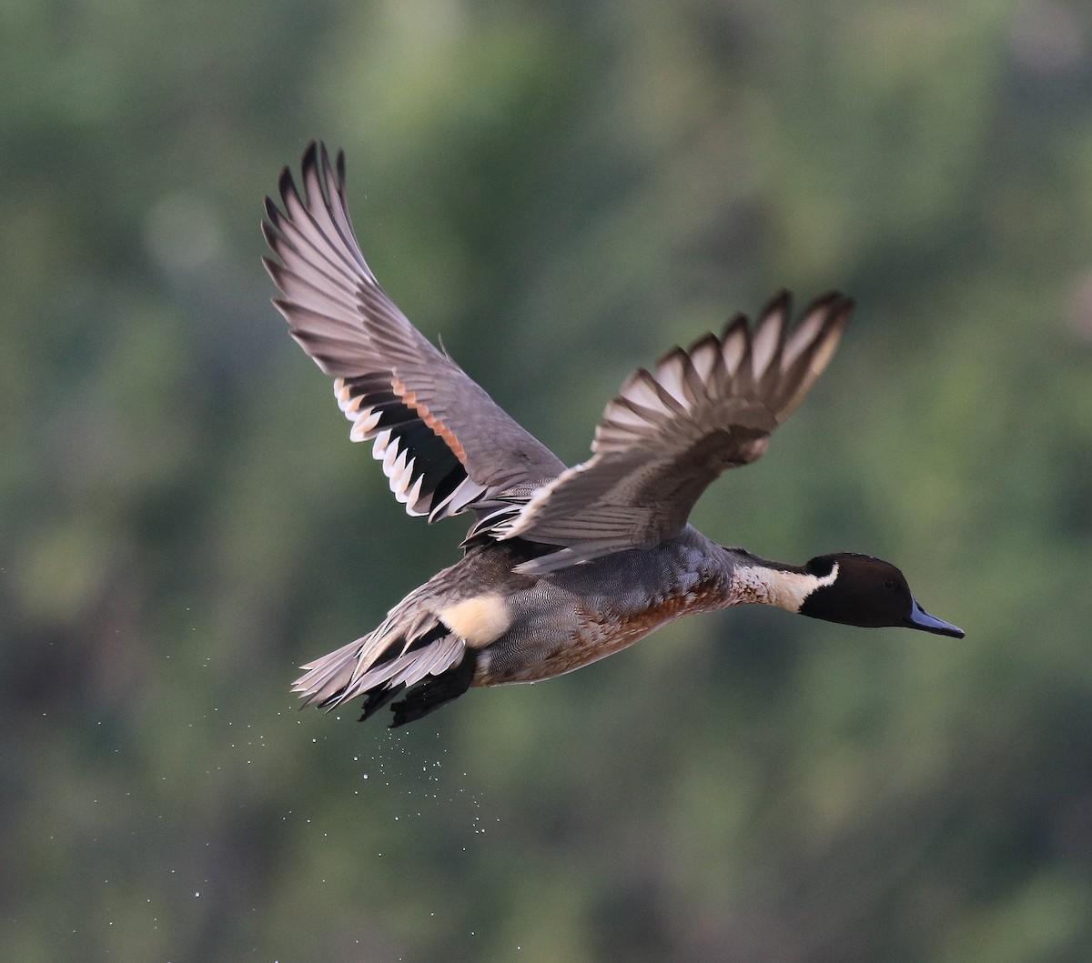 Northern Pintail - ML620595747