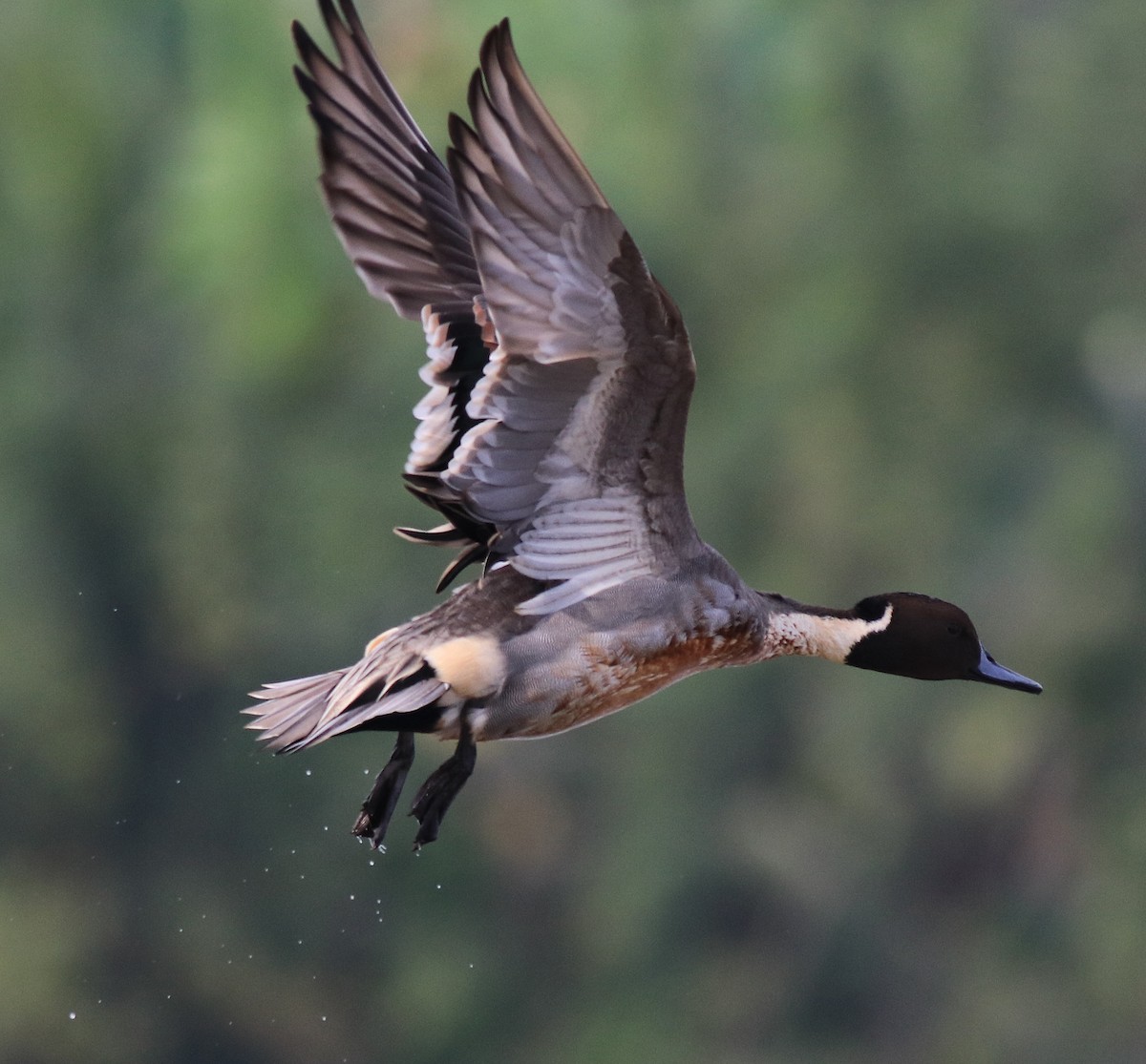 Northern Pintail - ML620595749